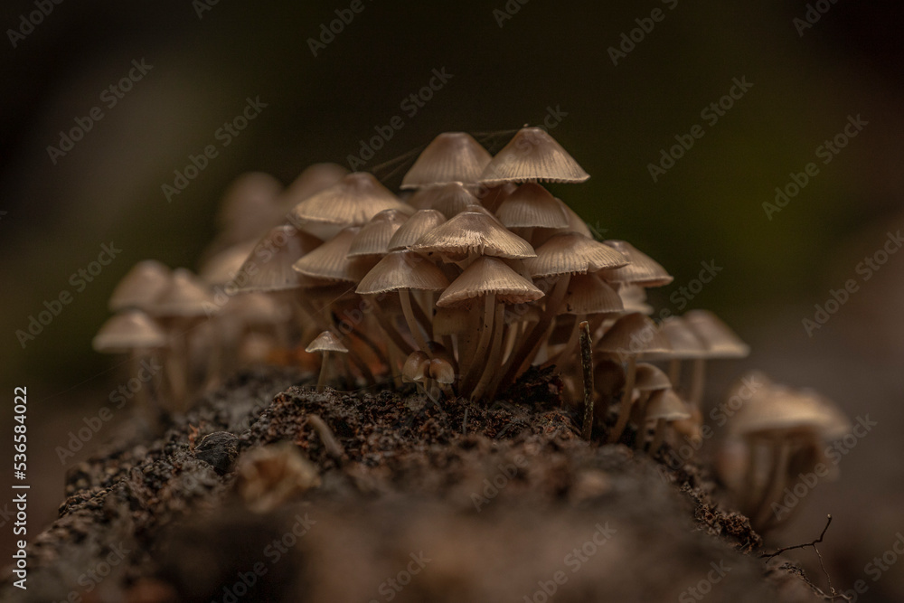 Bonnet Mushrooms on a moss covered log Bonnet Mushrooms on a moss covered log