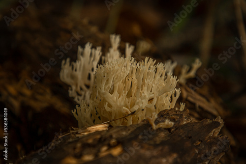 Coral Mushrooms on a log
