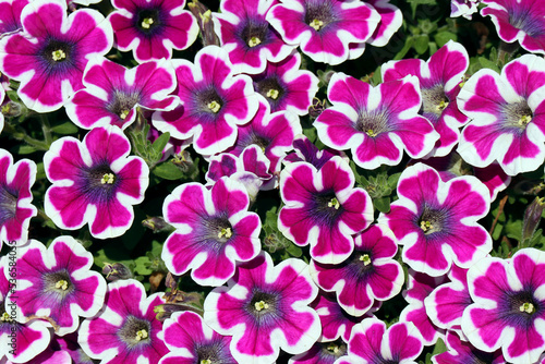 Petunia Hippy Chick Violet blooms with a very unique shape, inner speckle and vivid violet color that is rimmed in bright white. © nu4to