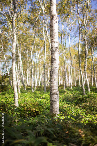 Fototapeta Naklejka Na Ścianę i Meble -  八千穂高原の群生している白樺の森