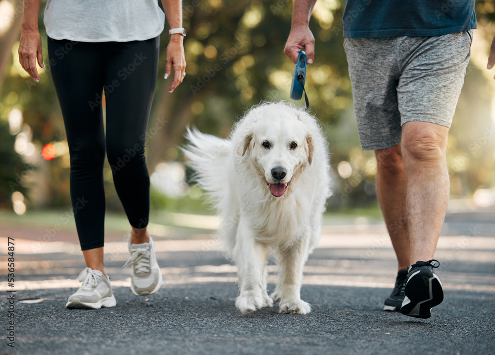 Golden leash dog walking cheap