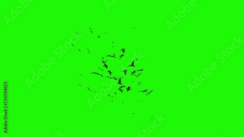 Wallpaper Mural A Large Flock of Birds Flying in Circles on a Green Screen Torontodigital.ca
