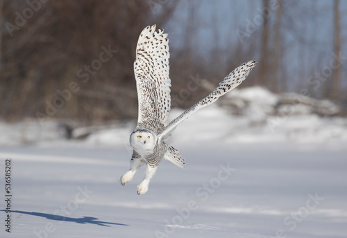 Schilderij op canvas snowy owl in flight