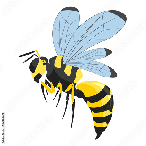 Striped yellow and black wasp with blue wings isolated on a white background