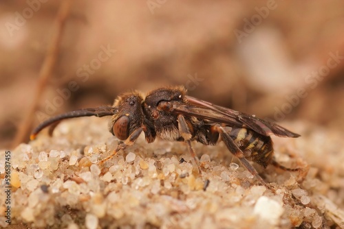 Closeup on a female of the small kleptoparasite Sheppard's Nomad bee, Nomada sheppardana