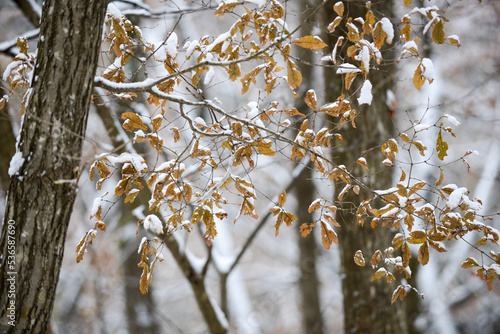 七ツ森の景色　初雪の雑木林で雪を被ったナラの枝 photo