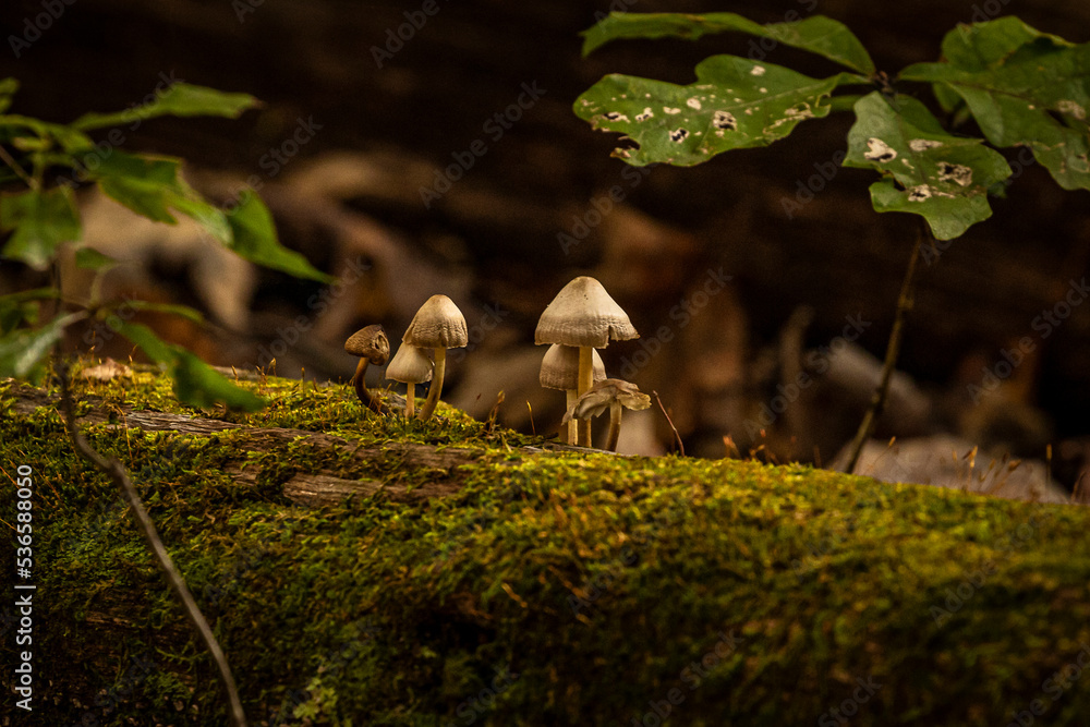 Bonnet mushrooms on a moss covered log Bonnet mushrooms on a moss covered log