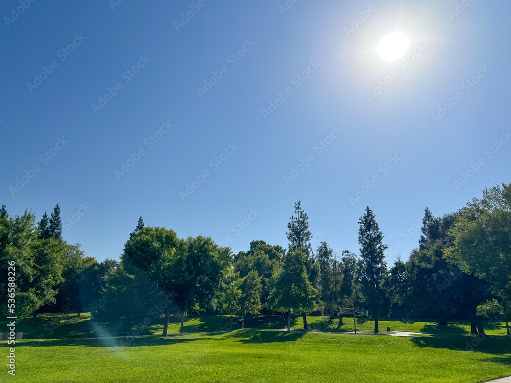 picture in the park of the landscape