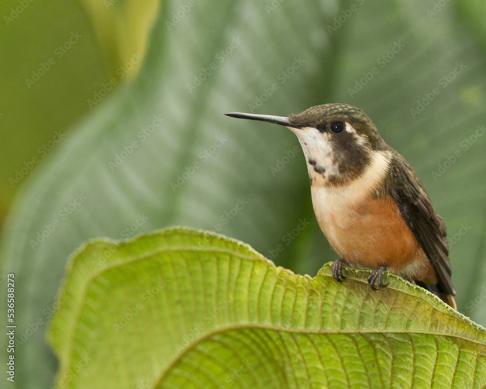 Fototapeta premium hummingbird