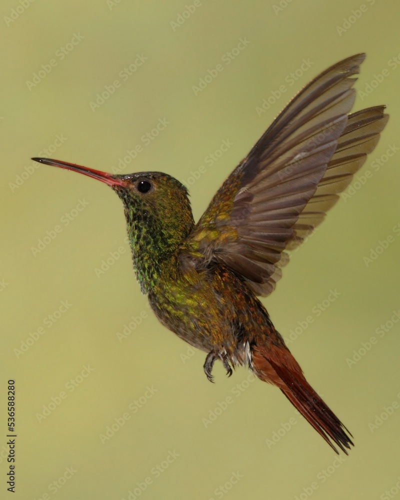 Fototapeta premium hummingbird