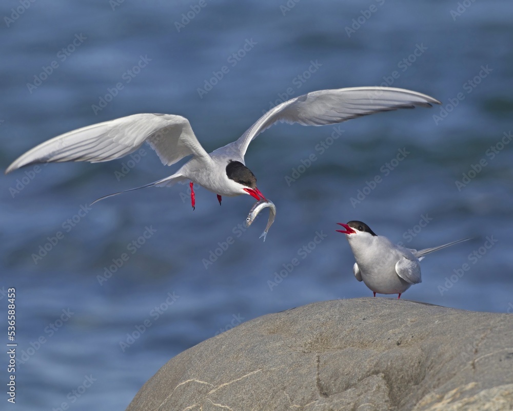 Obraz premium Arctic Terns feeding