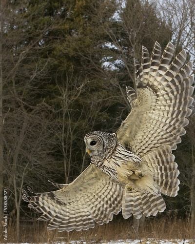 Barred Owl in flight