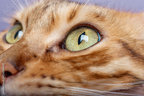 Muzzle and eyes of a Bengal cat close-up.