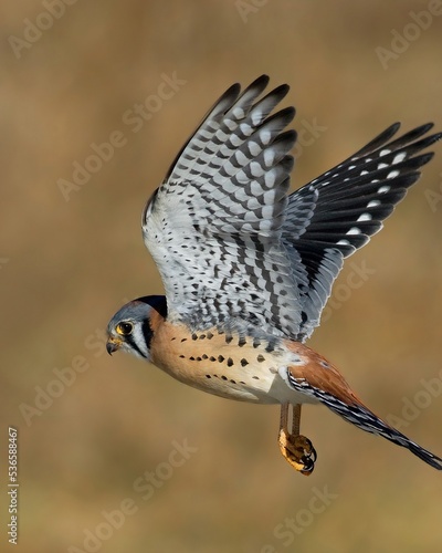 American kestrel falcon in flight