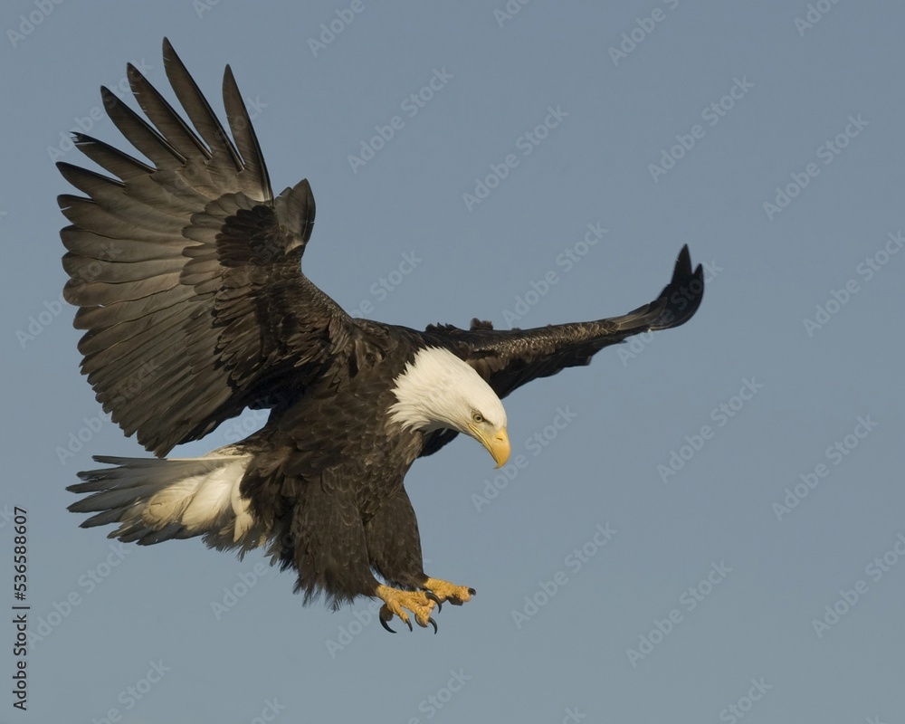 Fototapeta premium bald eagle in flight