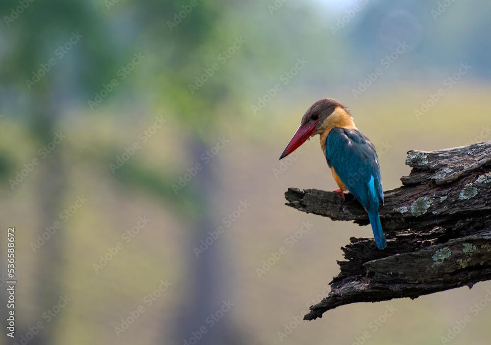 Obraz premium kingfisher on branch