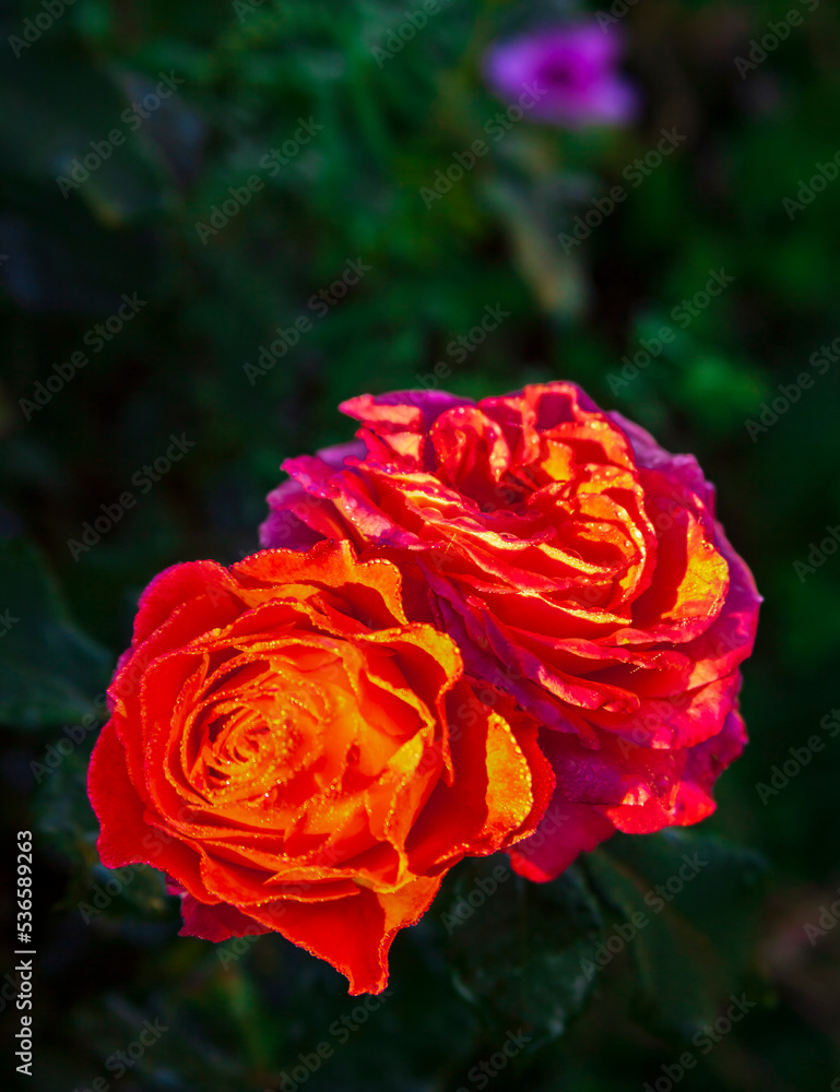 Rose flowers in scarlet and red shades with dew drops in the morning rays of the sun. Rose flowers in scarlet and red shades with dew drops in the morning rays of the sun.
