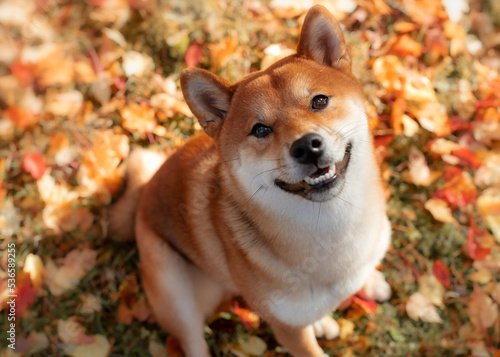 Dog breed Shiba Inu on the background of autumn leaves