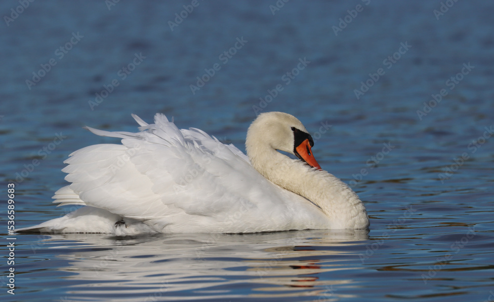 Obraz premium Mute swan