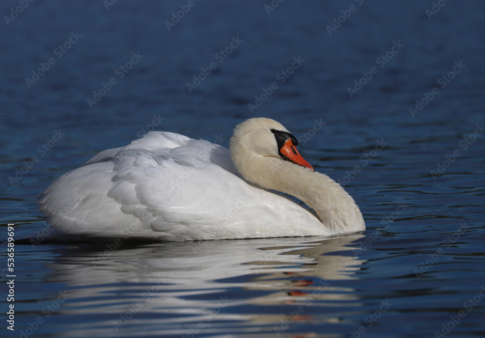 Mute swan Mute swan