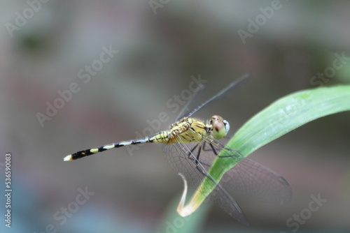 Wallpaper Mural dragonfly on a leaf Torontodigital.ca