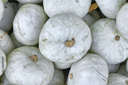 Top view of white Japanese Hokkaido Kabocha squashes photo