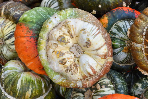 Green and brown colored Turban squash with warts on skin on pile of colorful squashes photo