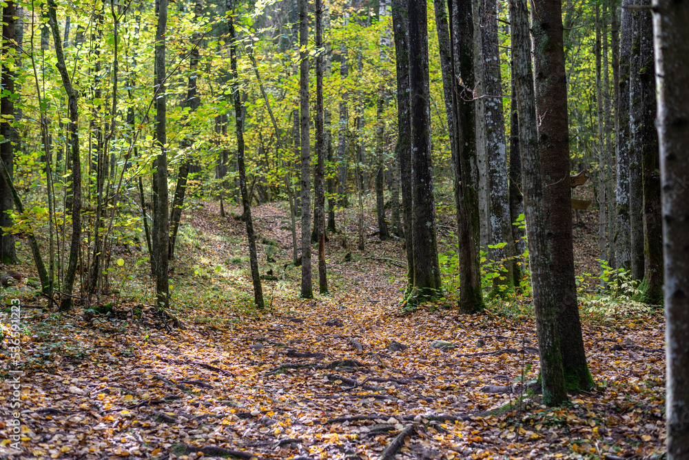 Autumn vibes in forest trail, forest landscape Autumn vibes in forest trail, forest landscape
