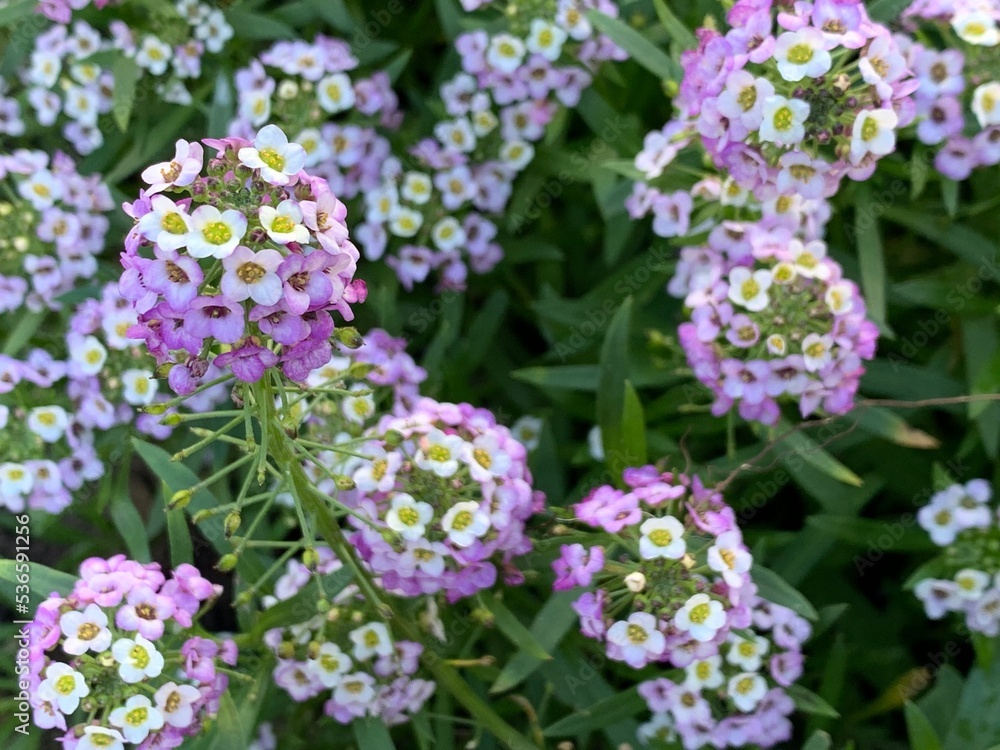 Background of small white and purple flowers. Place for text. Background of small white and purple flowers. Place for text.