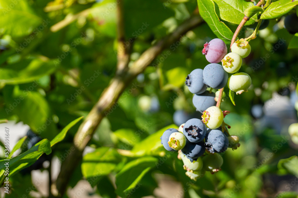 Branch of ripe blueberries on the bush close-up, growing organic blueberry in a garden. Branch of ripe blueberries on the bush close-up, growing organic blueberry in a garden.