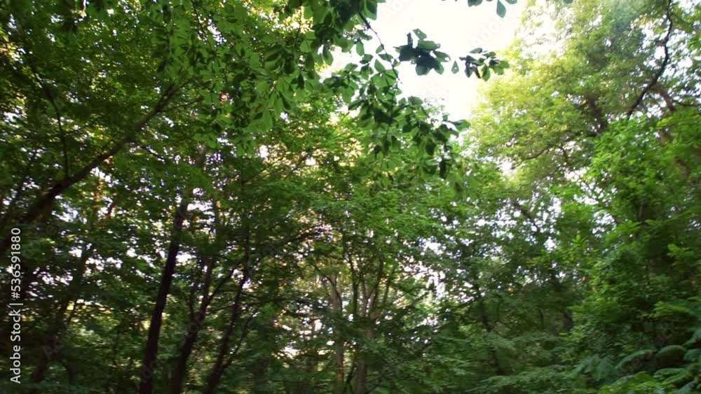 Forest Nature view, calm, relaxed, birds sun rays, trees, with real sounds Forest Nature view, calm, relaxed, birds sun rays, trees, with real sounds