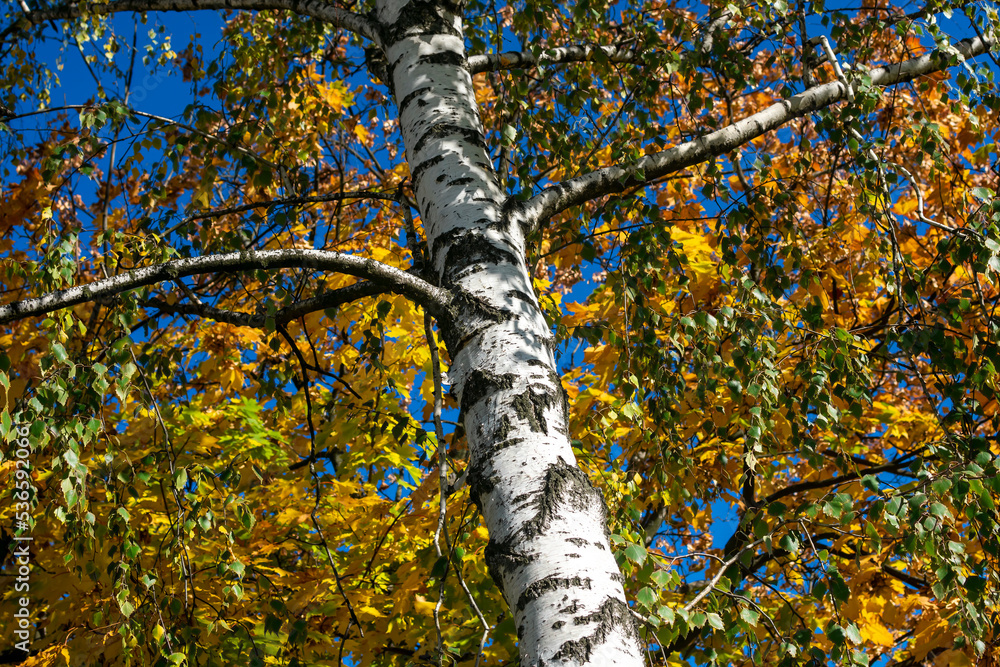 Fototapeta premium White birch against the background of yellow autumn maple foliage.