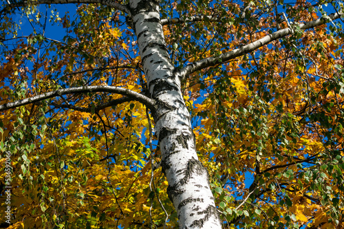 White birch against the background of yellow autumn maple foliage.