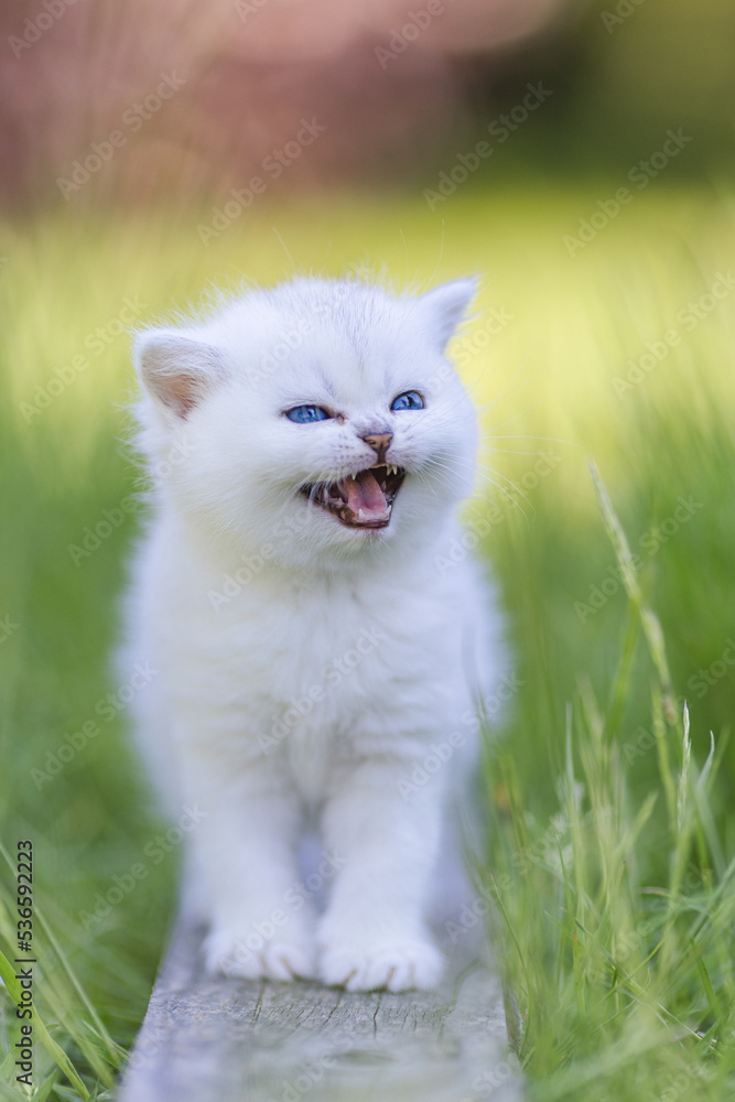 Babykatze im Gras - Garten - Britisch Kurzhaar Katze