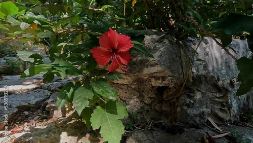 red hibricus flower in the garden