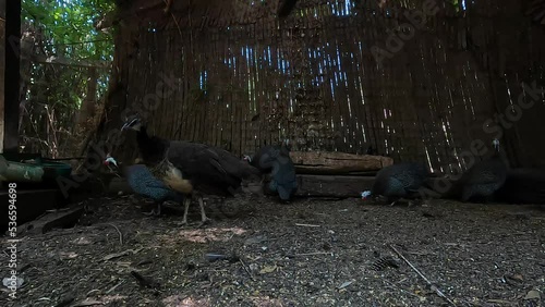 peacock birds and guinea fowl on the farm