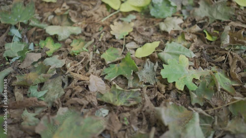 Close-up, fallen autumn yellow and dry leaves lie on the ground. Natural autumn background. Camera slowly moves backwards above leaves
Close-up, fallen autumn yellow and dry leaves lie on the ground. Natural autumn background. Camera slowly moves backwards above leaves