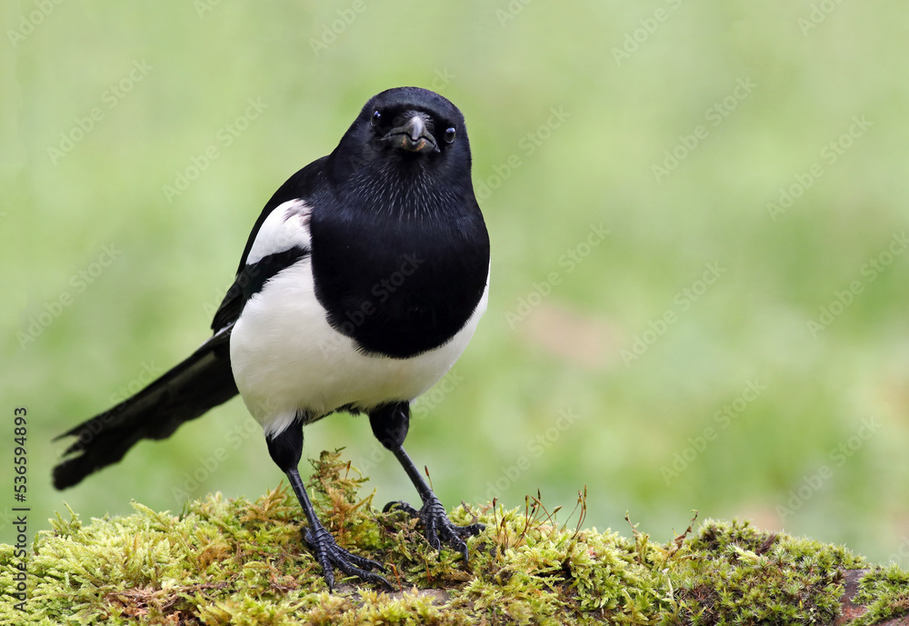Smart eurasian magpie (Pica pica) looking for prey in the moss. Beautiful intelligent raven playing in the grass. Funny black and white predator bird looking at the camera, green natural background. Smart eurasian magpie (Pica pica) looking for prey in the moss. Beautiful intelligent raven playing in the grass. Funny black and white predator bird looking at the camera, green natural background.