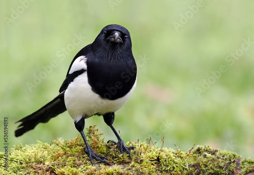 Konstfotografi Smart eurasian magpie (Pica pica) looking for prey in the moss