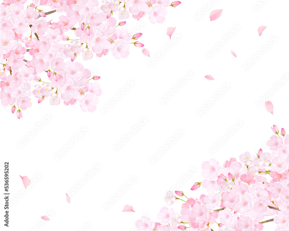 美しく華やかな満開のピンク色の桜のアーチと花びら舞い上がる春の白バックフレームベクター素材イラスト