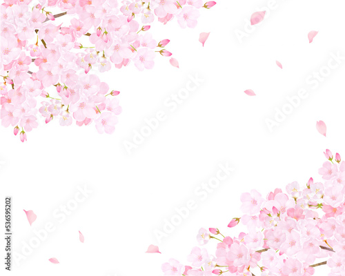 美しく華やかな満開のピンク色の桜のアーチと花びら舞い上がる春の白バックフレームベクター素材イラスト © Merci