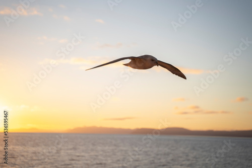 seagulls flying at sunset in the coast of Svalbard islands  Norway