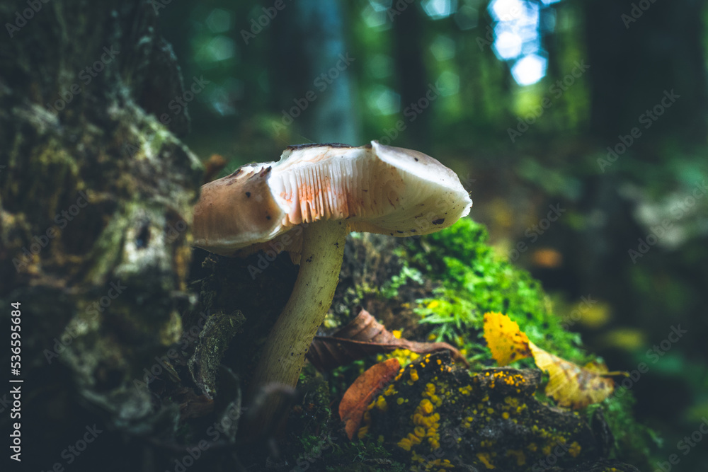 Obraz premium Lonely mushroom on the green background. Damaged gills.
