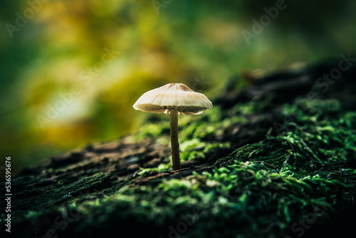 Lonely mushroom growing on the green moss, closeup.