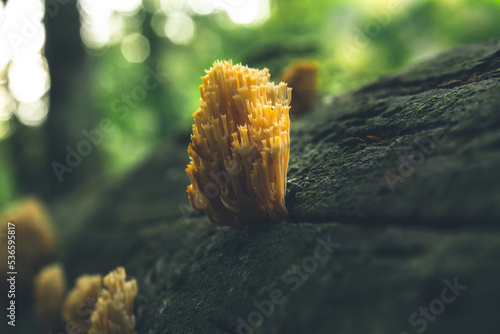 Coral mushroom on a tree trunk, bokeh.