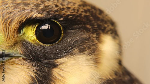 Falcon eye close-up.
Eurasian hobby (subgenus Hypotriorchis).
It's noted birds have a translucent nictitating membrane, called a “third eyelid”. This membrane closes across the eye from front to back
