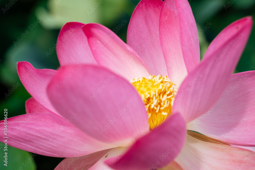 A pink lotus flower sways in the wind, Nelumbo nucifera. Against the background of their green leaves. Lotus field on the lake in natural environment. A pink lotus flower sways in the wind, Nelumbo nucifera. Against the background of their green leaves. Lotus field on the lake in natural environment.