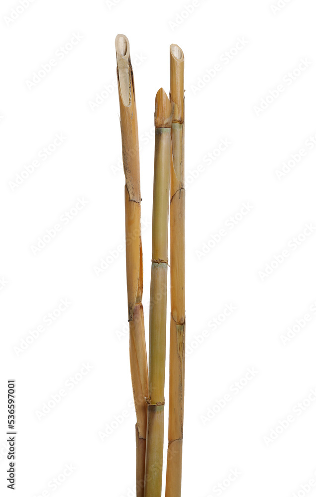 Bamboo rattan sticks isolated on white Stock Photo | Adobe Stock