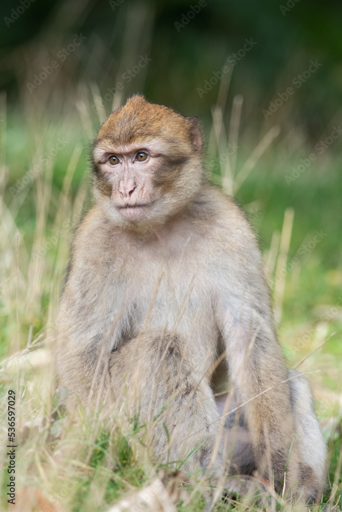 Juvenile Barbary Macaque (Macaca sylvanus) in long grass Juvenile Barbary Macaque (Macaca sylvanus) in long grass