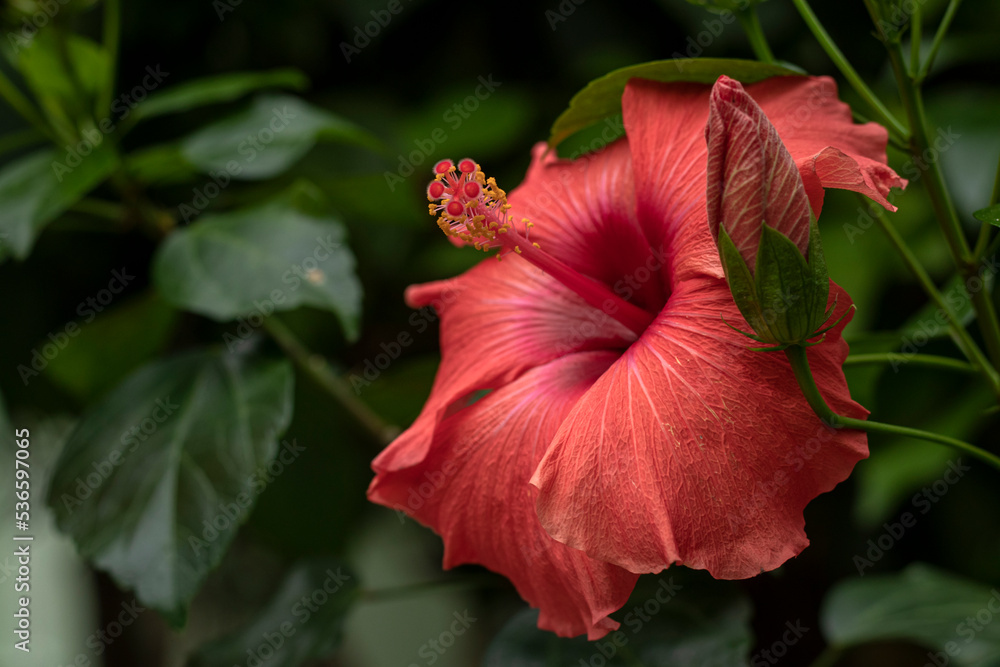 Close up of Hibiscus rosa-sinensis, known colloquially as Chinese hibiscus is widely grown as an ornamental plant. Red flower China rose Hibiscus rosa-sinensis in close-up detail